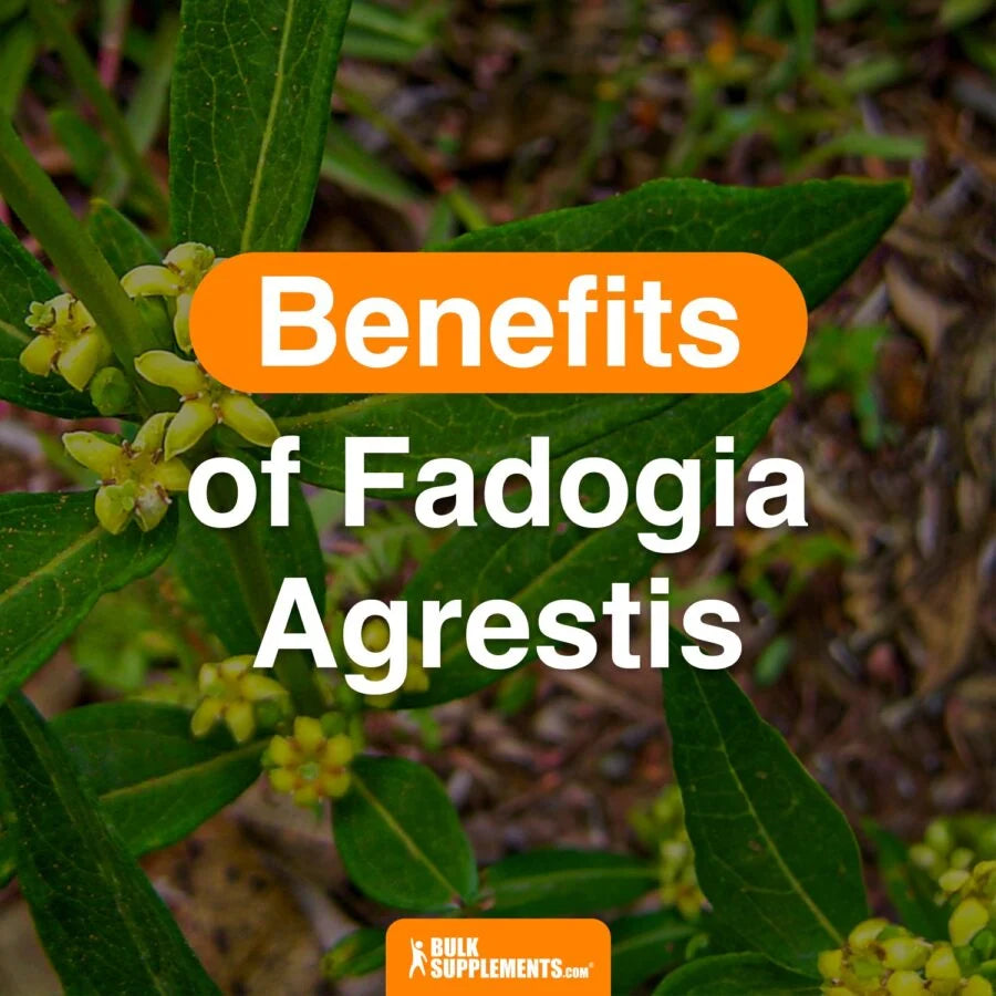 Benefits of Fadogia Agrestis (Enhancement)